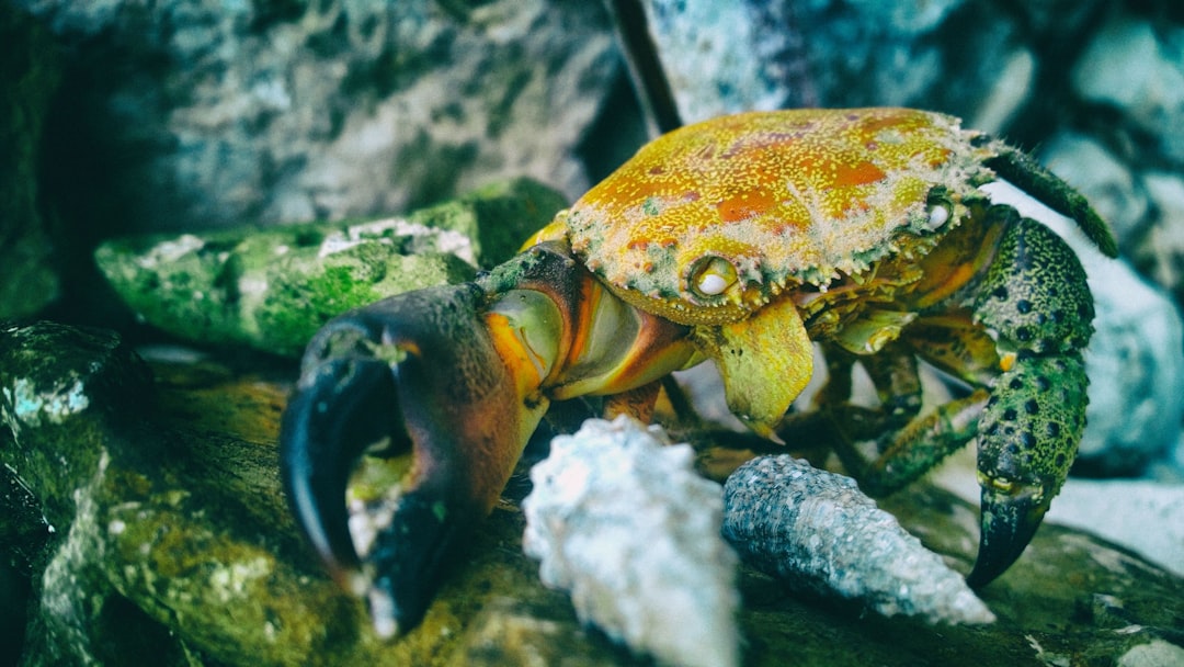 Crafty Crab Discount: Unbeatable Deals on Fresh Seafood